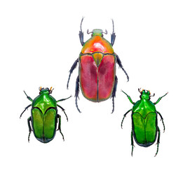 close up on beetles or bugs isolated