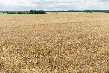 field of ripening wheat ears or rye spikes