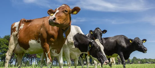 Crédence de cuisine en plexiglas Vache Cows in a dutch landscape