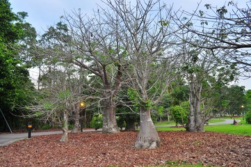 Bare tree with fallen leaves in Singapore Botanical Garden in the cloudy evening