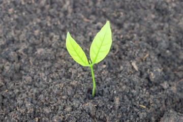 Close up Young plant