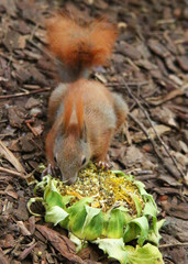 essendes Eichhörnchen