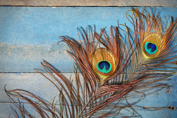 Obraz premium Peacock feathers on wood