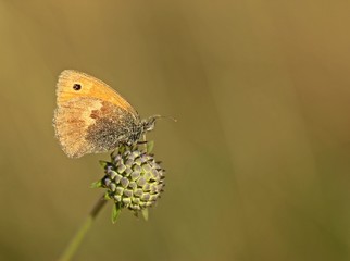 Kleines Wiesenvögelchen (Coenonympha pamphilus) auf Knospe der Tauben-Skabiose (Scabiosa columbaria)