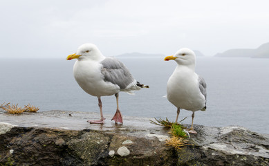 Seagulls collecting toll