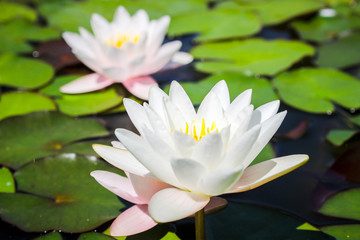 Lotuses in pond
