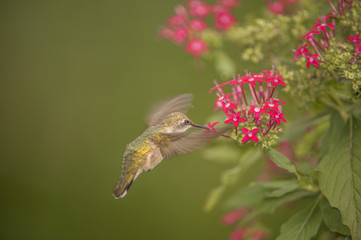 RUBY-THROATED HUMMINGBIRD POLLINATING FLOWERS