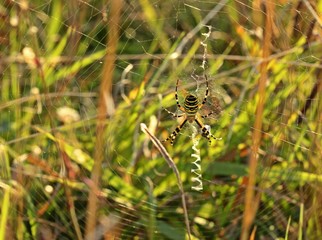 Wespenspinne (Argiope bruennichi)
