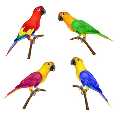 Set of beautiful colorful parrots isolated on white background- vector illustration