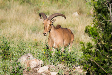 Aoudad sheep