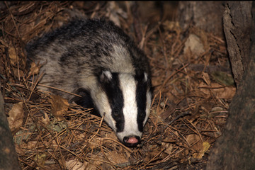 tasso mammifero © francescodemarco