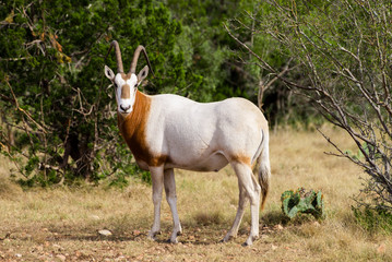 Naklejka na ściany i meble Scimitar Horned Oryx