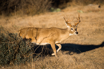 South Texas Whitetail Buck