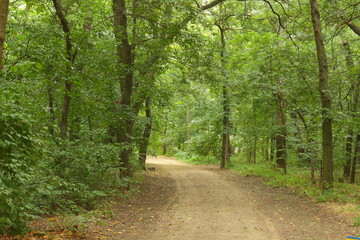 Obraz premium summer track