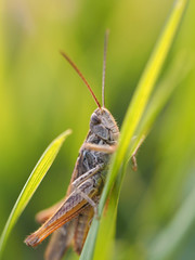 Grasshopper in the Grass
