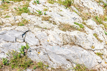 Rock with flora and moss