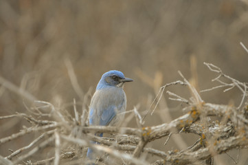 FEMALE SCRUB JAY ON BUSH