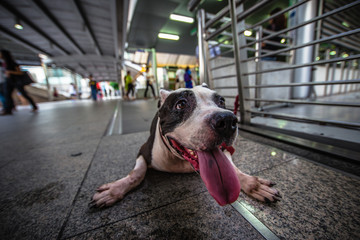 Smiling American Bulldog in the business zone, Bangkok, Thailand