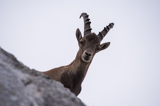 Male Ibex in Julian Alps