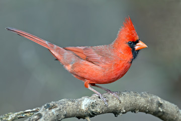 Male Northern Cardinal sitting on a Branch.