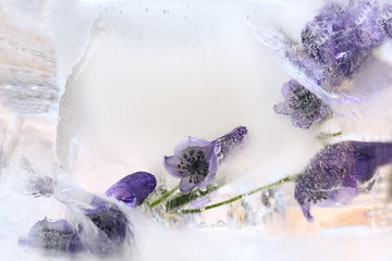 Background of   aconite  flower frozen in ice