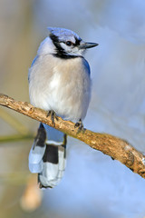 Blue Jay sitting on a branch.