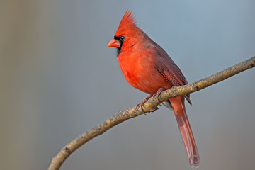 Male Northern Cardinal sitting on a Branch.