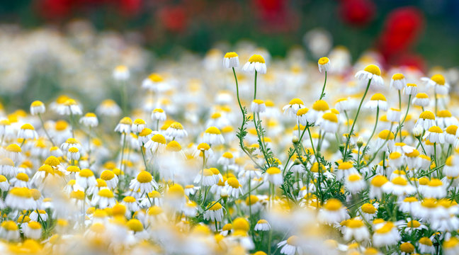 Camomile Field With Poppy Flower.