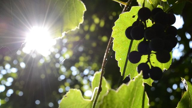 Ripe grapes
