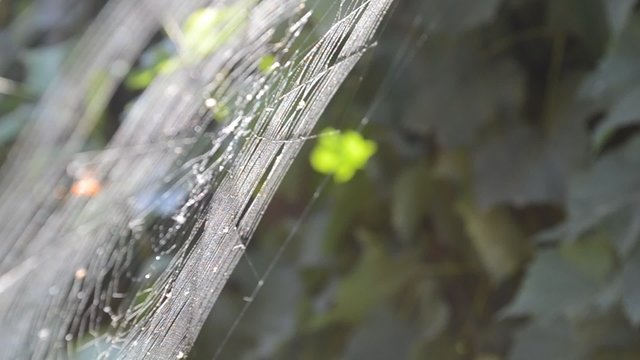 Cobweb on grass background