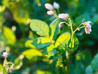 potato flowers in summer sunset