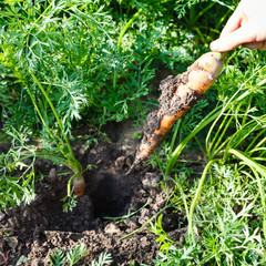 freshly picked ripe carrot in hand