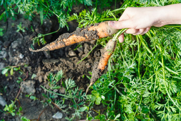 two ripe carrots in hand and green garden bed