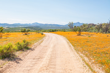 Circular road between indigenous flowers at Skilpad