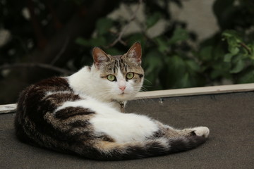 Katze, Haustier, Säugetier