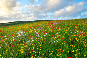 Wild flowers at Porth Joke Cornwall