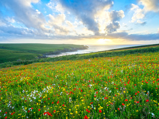 Fototapeta premium Wild flowers at Porth Joke Cornwall