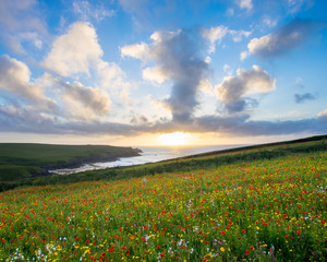 Wild flowers at Porth Joke Cornwall
