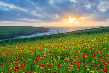 Wild flowers at Porth Joke Cornwall