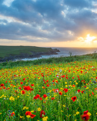 Fototapety  Dzikie kwiaty w Porth Joke Cornwall