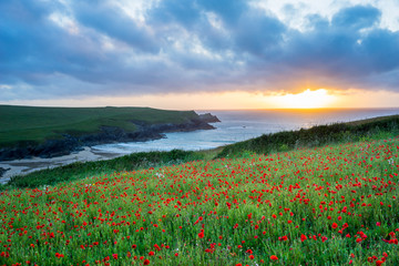Wild flowers at Porth Joke Cornwall