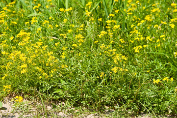 Zarte Natur auf der Blumenwiese
