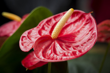 Red lily flower in bloom