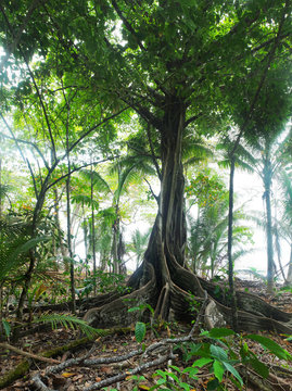 Big old tree with huge roots in rainforest,Corcovado national park, Costa Rica