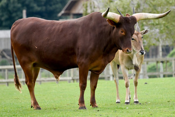 Friendly Ankole Cow and Common Eland