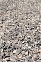 Muscheln am Strand