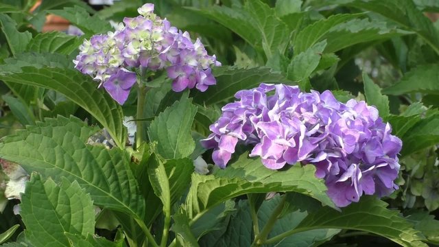 Purple hydrangea plant in the wild 
