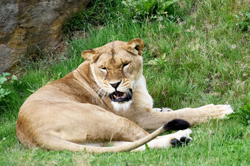 Obraz na płótnie Canvas Lioness Growling