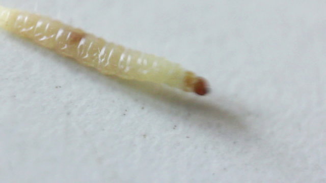 worm walking close up