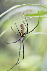 Female golden web spider Nephila pilipes , Bali, Indonesia